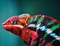 chameleon2 image