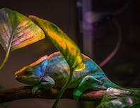chameleon3 image