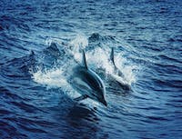 dolphin4 image