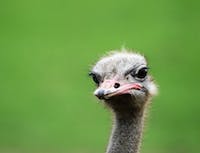 ostrich image