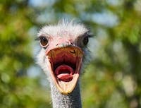 ostrich2 image