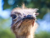 ostrich4 image