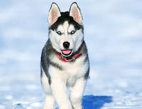 husky image