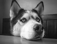 husky3 image